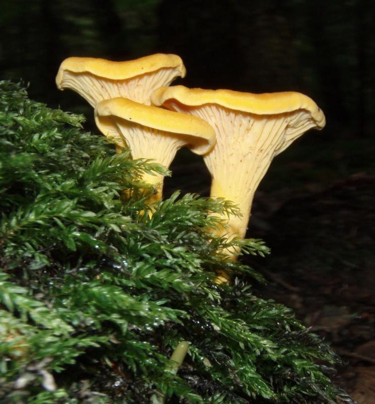Wild Mushrooming in Maine The Season Ahead virtual lecture PenBay Pilot